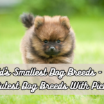World's Smallest Dog Breeds - Tiny and Cutest Dog Breeds With Pictures