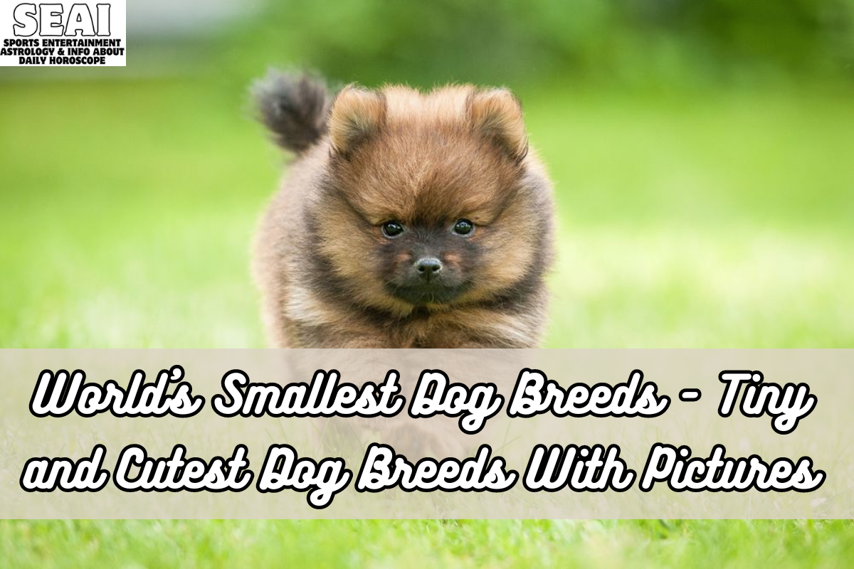 World's Smallest Dog Breeds - Tiny and Cutest Dog Breeds With Pictures