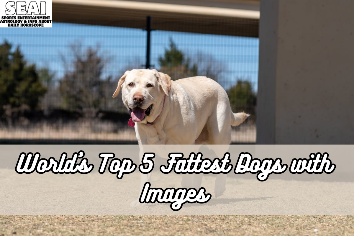 World’s Top 5 Fattest Dogs with Images