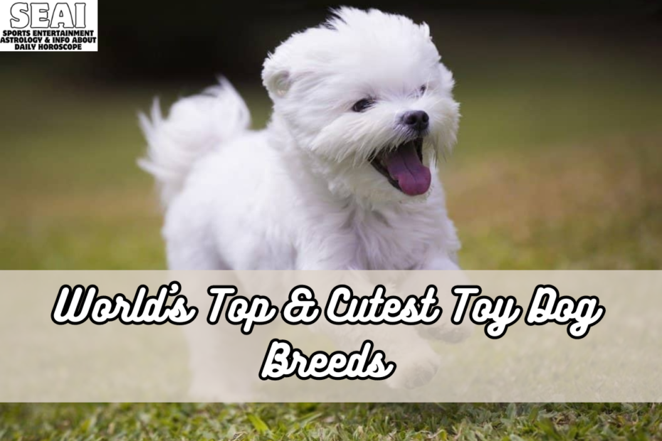 World's Top & Cutest Toy Dog Breeds