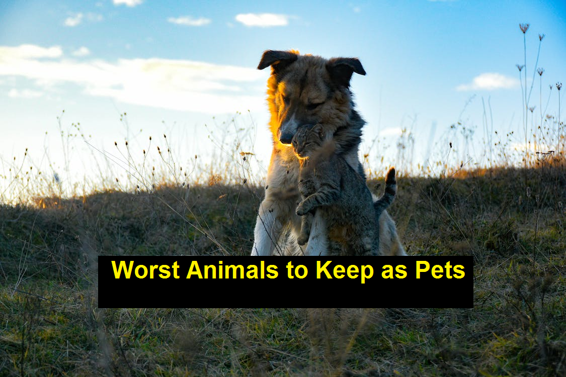 Worst Animals to Keep as Pets