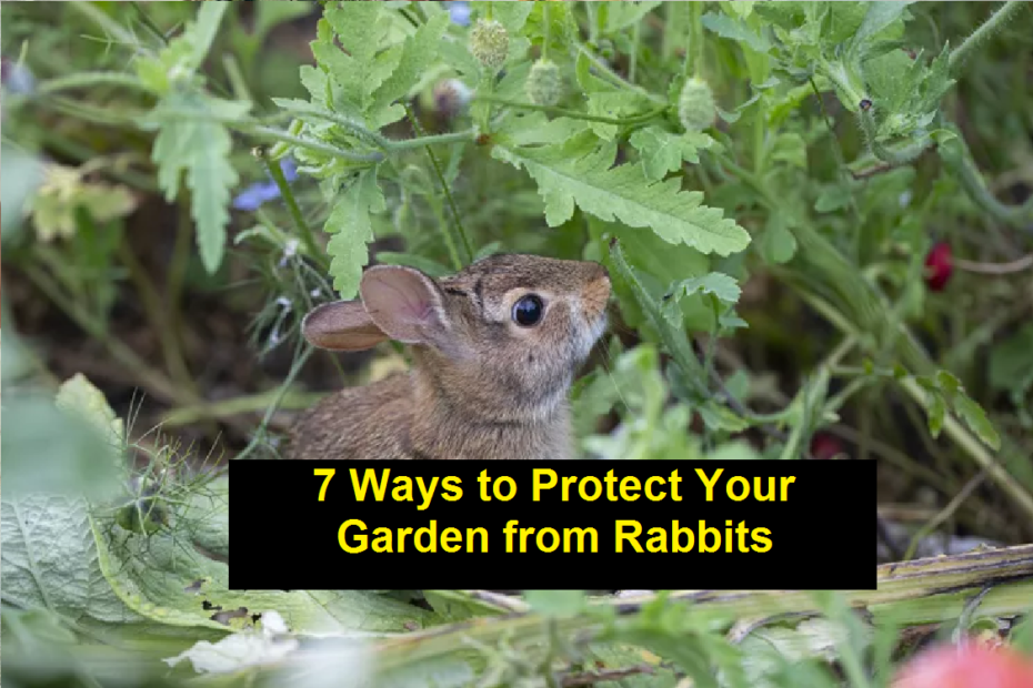 7 Ways to Protect Your Garden from Rabbits