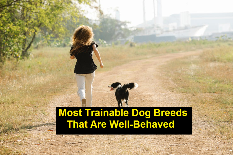 Most Trainable Dog Breeds That Are Well-Behaved